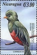 Resplendent Quetzal (Pharomachrus mocinno)