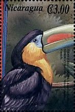 Keel-billed Toucan (Ramphastos sulfuratus)