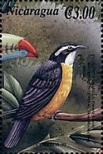 Bananaquit (Coereba flaveola)