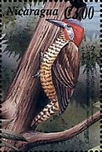 Golden-olive Woodpecker (Piculus rubiginosus)