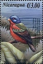 Painted Bunting (Passerina ciris)