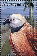 Black-collared Hawk (Busarellus nigricollis)