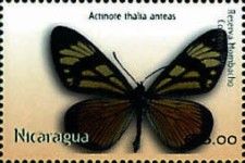 Actinote thalia anteas