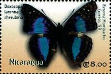 Doxocopa laurentia cherubina- Turquoise emperor