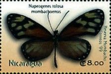 Napeogenes tolosa mombachoensis- Tolosa tigerwing