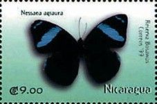 Nessaea aglaura
