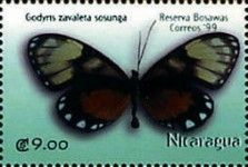 Godyris zavaleta sosunga