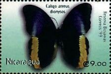 Caligo atreus dionysos