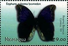 Eryphanis polyxena lycomedon