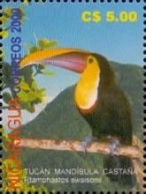 Yellow-throated Toucan (Ramphastos swainsonii)