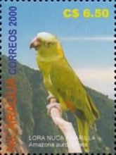 Yellow-naped Amazon (Amazona auropalliata)