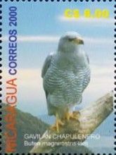 Roadside Hawk (Buteo magnirostris)