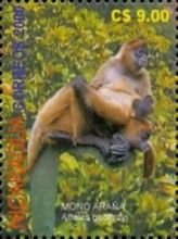 Geoffroy's Spider Monkey (Ateles geoffroyi)