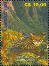 Margay (Leopardus wiedii)