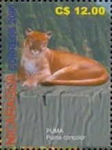 Puma (Puma concolor)