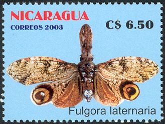 Peanut-headed Bug (Fulgora laternaria)