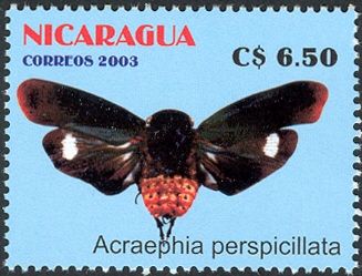 Insect (Acraephia perspicillata)
