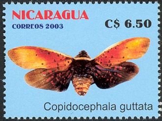 Fulgorid Planthopper (Copidocephala guttata)