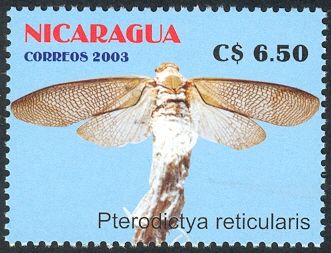 Wax-tail Hopper (Pterodictya reticularis)