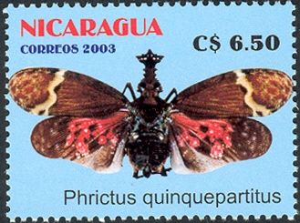 Dragon-headed Bug (Phrictus quinquepartitus)