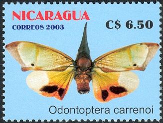 False Eye Lantern Bug (Odontoptera carrenoi)
