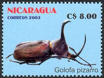 Rhinoceros Beetle (Golofa pizarro)