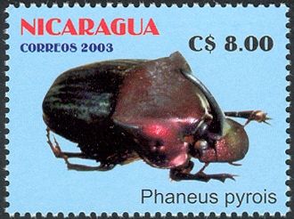 Scarab Beetle (Phanaeus pyrois)