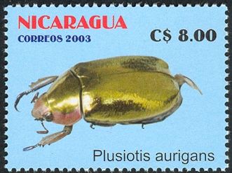 Jewel Beetle (Plusiotis aurigans)