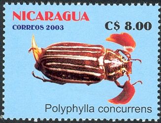 June Beetle (Polyphylla concurrens)