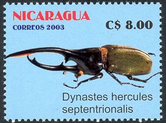 Hercules Beetle (Dynastes hercules)