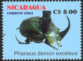Scarab Beetle (Phanaeus demon ssp. excelsus)