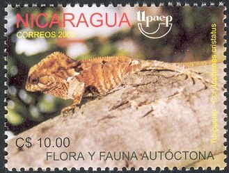 Turipache (Corytophanes Cristatus)