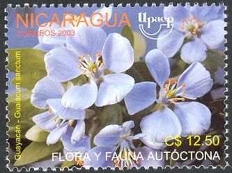 Guayacan (Guaiacum sanctum)