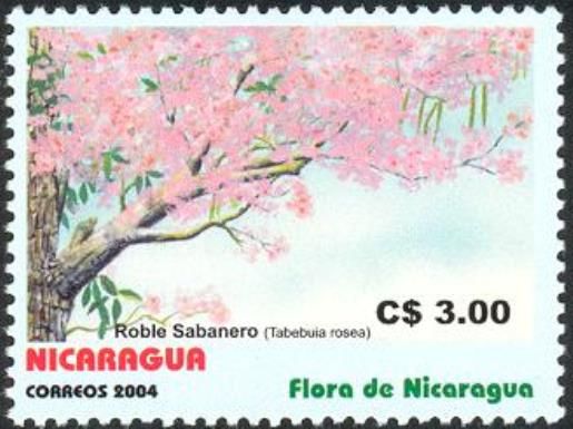 Tabebuia rosea