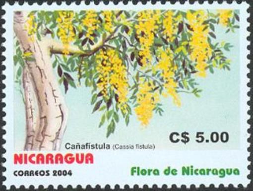 Cassia fistula