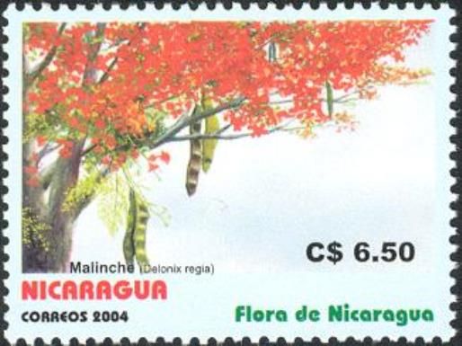 Delonix regia