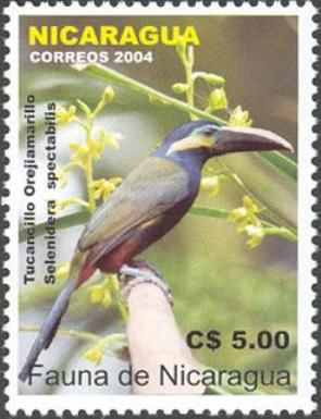 Yellow-eared Toucanet (Selenidera spectabilis)