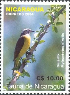 Social Flycatcher (Myiozetetes similis)