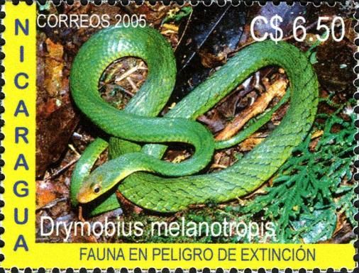 Black Forest Racer (Drymobius melanotropis)