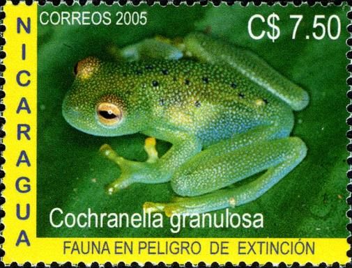 Grainy Cochran Frog (Cochranella granulosa)