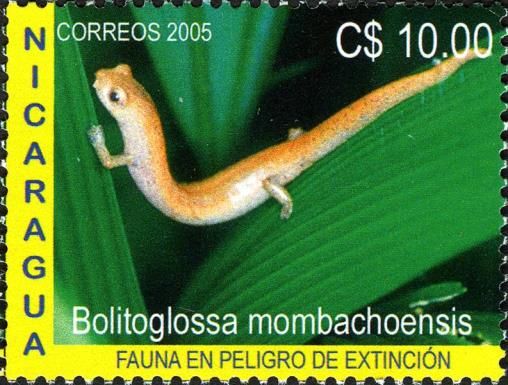 Salamander (Bolitoglossa mombachoensis)