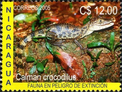 Brown Caiman (Caiman crocodilus)