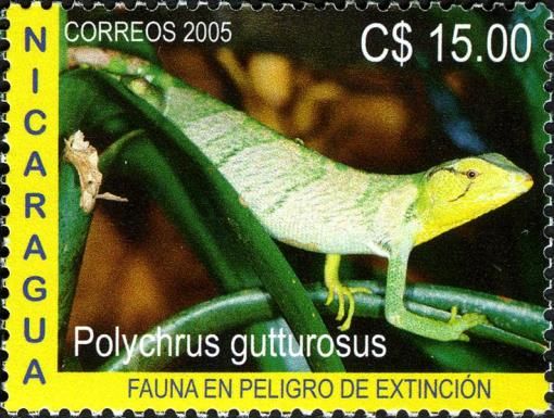 Berthold's Bush Anole (Polychrus gutturosus)