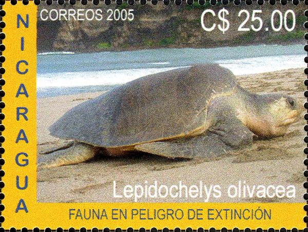 Olive Ridley Sea Turtle (Lepidochelys olivacea)