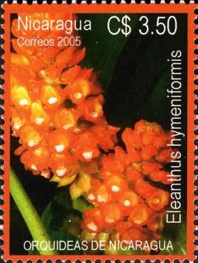 Eleanthus hymeniformis