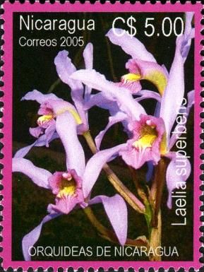 Laelia superbens