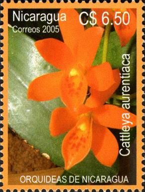 Cattleya aurentiaca