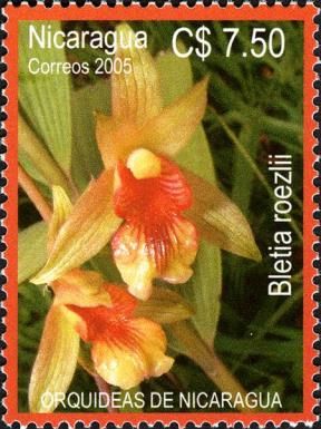 Bletia roezlii