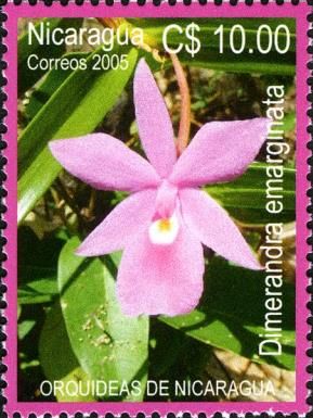 Dimerandra emarginata