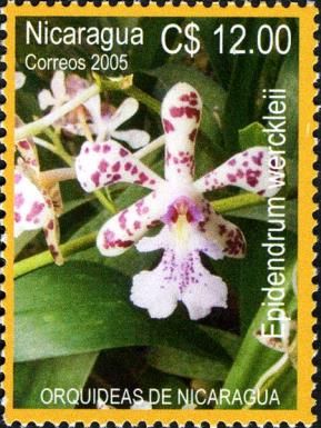 Epidendrum wercklei